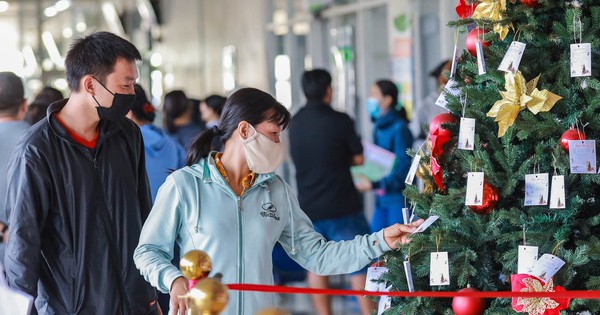 Trên cây thông Noel này, mỗi tấm thiệp là một mong ước nhỏ