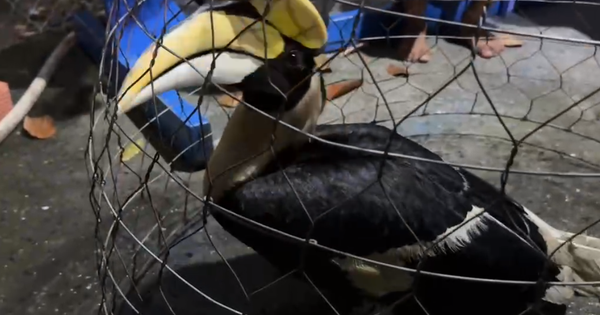 TP.HCM: Liên tiếp bắt được chim nghi là hồng hoàng quý hiếm tại xã Xuân Thới Sơn