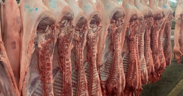 Giá heo hơi hôm nay 24.12.2025: Bật tăng lên 71.000 đồng/kg