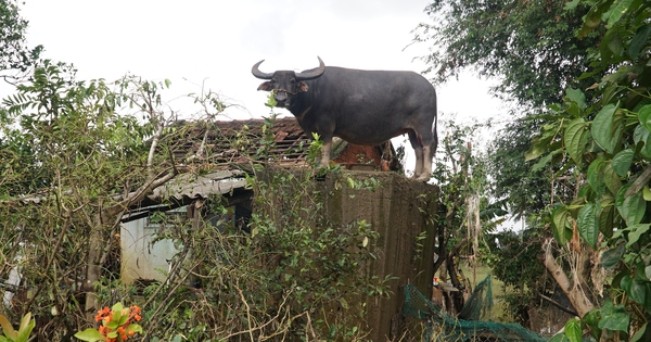 Những con vật khiến cộng đồng dõi theo suốt năm 2025