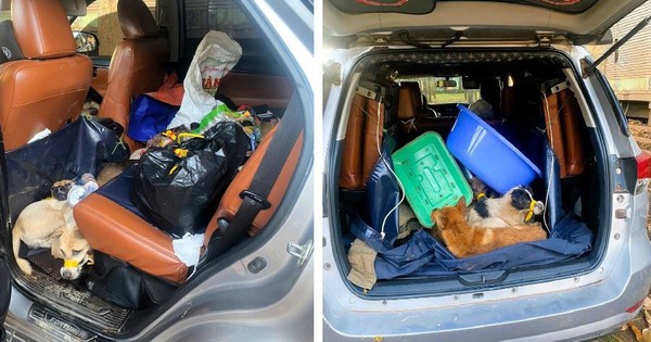 Bắt nhóm đi ô tô trộm chó ở Đồng Nai