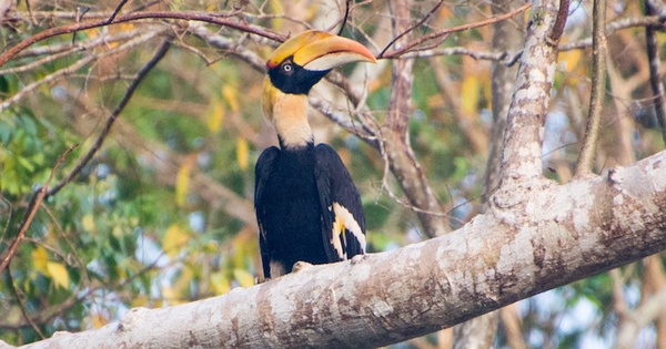 Chim hồng hoàng - loài chim mỏ sừng quý hiếm đang ở mức sắp nguy cấp
