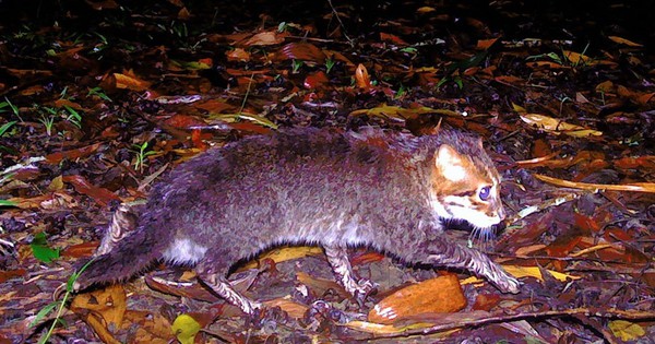 Tái phát hiện 'mèo đầu bẹt' tại Thái Lan sau 30 năm biến mất