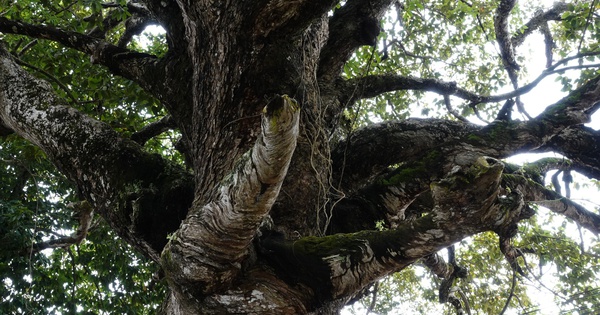 Cây dầu rái cổ thụ 'độc nhất vô nhị' ở miền Tây