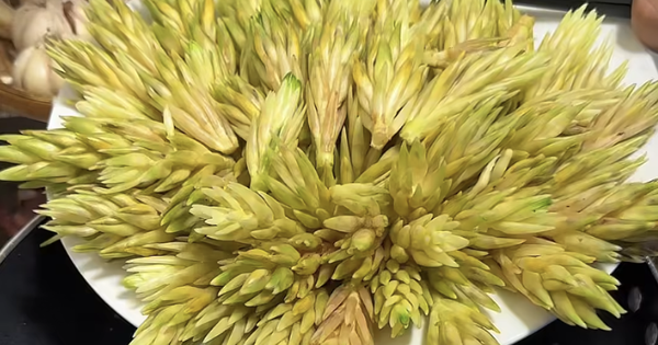 Món ăn từ bông gừng bất ngờ gây sốt mạng xã hội, nhiều người lần đầu ăn thử