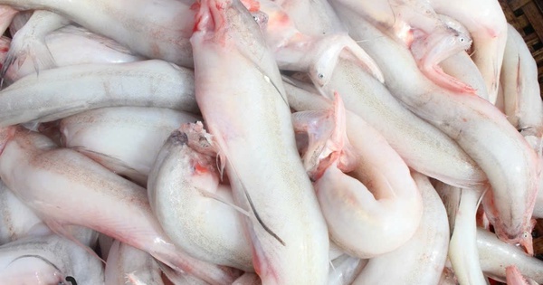 Phát hiện 5 mẫu cá khoai chứa formol trong các chợ ở Hà Tĩnh