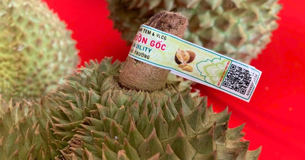 Thí điểm 'căn cước số' truy xuất nguồn gốc trên trái sầu riêng