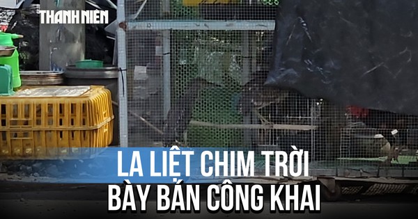 Thách thức pháp luật, mua bán chim trời công khai