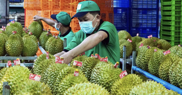 Xuất khẩu sầu riêng lập kỷ lục 4 tỉ USD, chiếm 'ngôi vương' ngành rau quả