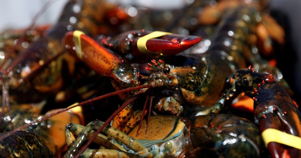 Lô tôm hùm sống trị giá 400.000 USD 'biến mất' trên đường giao đến siêu thị