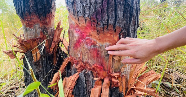 Hàng trăm cây rừng vùng biên giới bị cạo gốc... đứng chờ chết