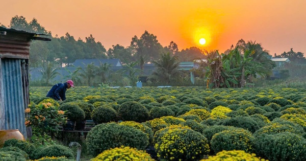 Nghề trồng hoa kiểng ở Sa Đéc là di sản văn hóa phi vật thể quốc gia