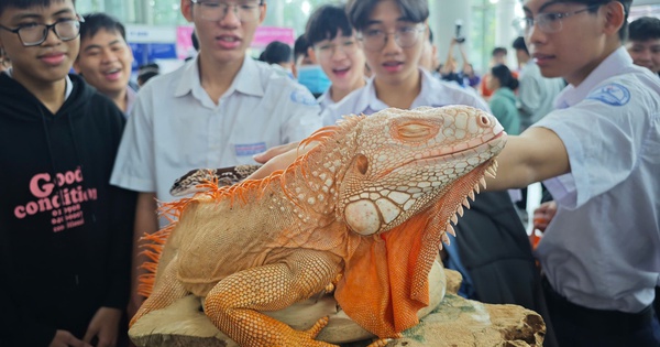 Thu h&uacute;t học sinh bằng... kỳ đ&agrave; Nam Mỹ, trăn, rắn lục xanh