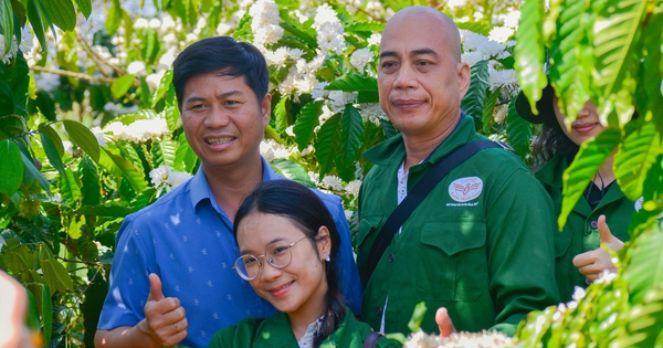 Chi&ecirc;m ngưỡng m&ugrave;a hoa c&agrave; ph&ecirc; khoe sắc