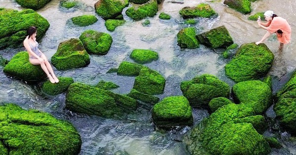 Ngắm b&atilde;i r&ecirc;u xanh mướt tr&ecirc;n biển, mỗi năm chỉ c&oacute; một lần