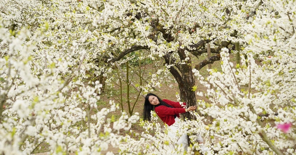 Hoa mận nở rộ, đẹp hiếm c&oacute;, du lịch Mộc Ch&acirc;u thu về 136 tỉ đồng