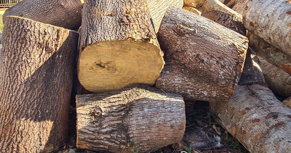 H&agrave;ng trăm c&acirc;y rừng bị chặt ph&aacute; ở tuyến đường tuần tra bi&ecirc;n giới