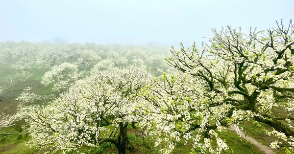 Mộc Ch&acirc;u bội thu m&ugrave;a hoa mận