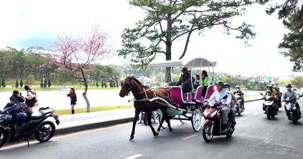 Đ&agrave; Lạt tiếp tục cấm xe ngựa chở du kh&aacute;ch quanh hồ Xu&acirc;n Hương