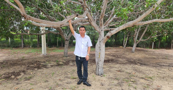 B&igrave;nh Thuận: Khởi tố vụ &aacute;n l&agrave;m giả hồ sơ t&agrave;i liệu ở Mũi N&eacute;