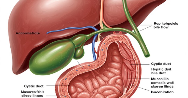 Thực phẩm bạn n&ecirc;n ăn hằng tuần để c&oacute; t&uacute;i mật khỏe mạnh