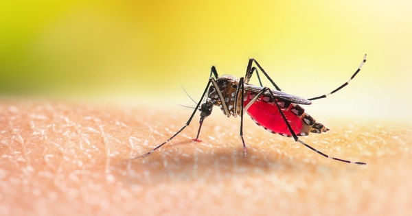 Sốt xuất huyết: Đừng để &#039;chuyện muỗi&#039; l&agrave;m lớn