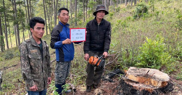 Tạm giữ h&igrave;nh sự 3 nghi phạm cưa hạ th&ocirc;ng 3 l&aacute; ở L&acirc;m Đồng