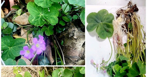 V&igrave; sao uống c&acirc;y me đất c&oacute; thể dẫn đến ngộ độc, suy thận cấp?