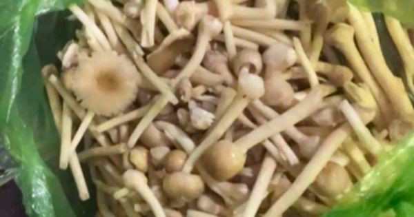 Ph&uacute; Quốc: Ăn nấm lạ, 7 người bị ngộ độc