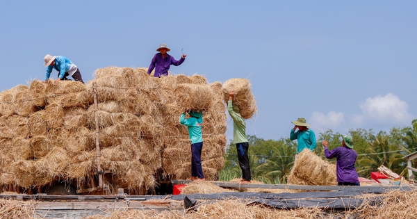 Chợ rơm Ba Lai độc nhất miền Tây: Nơi rơm rạ sau mùa gặt hóa 'vàng'