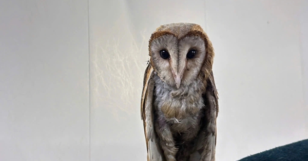 Chim cú lợn bị đá ra bãi rác được cộng đồng yêu thương: Đã cất cánh bay