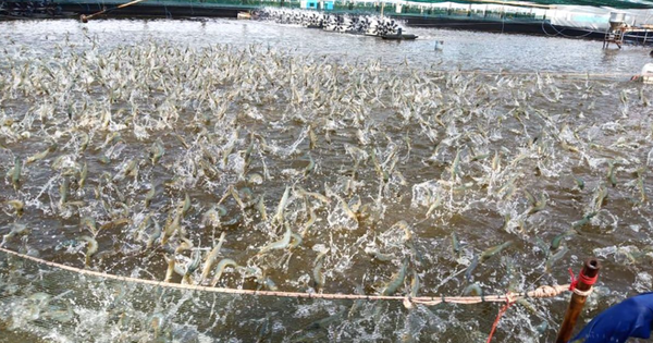 Vì sao dừng dự án chỉ dẫn địa lý tôm Bình Thuận?