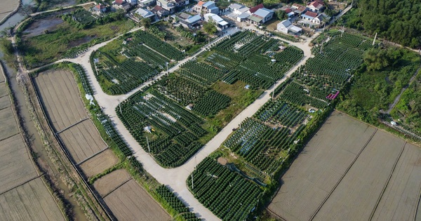 Ăn cơm đứng, thắp đèn trắng đêm chăm hoa: Câu chuyện hồi sinh ở làng Vân Thê