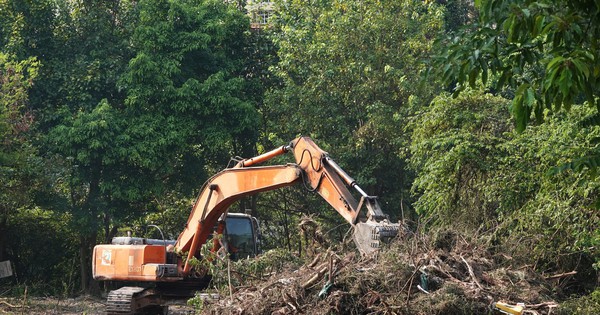 TP.HCM tổng rà soát đất bỏ trống để làm vườn hoa đón tết