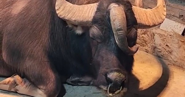 Trâu 3 sừng hiếm gặp ở Tuyên Quang: Không phải cày bừa, được nuôi như thú cưng