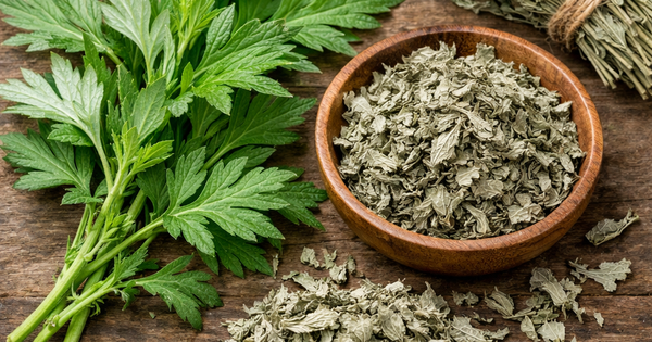 Bác sĩ: Ngải cứu vị thuốc giúp lưu thông máu huyết