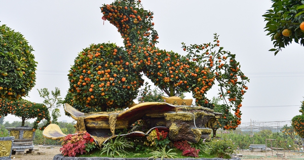 Quýt hình ngựa giá chục triệu ở Hưng Yên 'cháy hàng' trước tết Nguyên đán