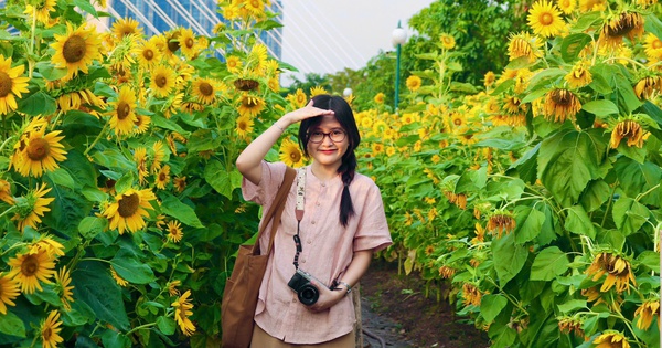 Hoa hướng dương bung nở giữa thành phố, nhiều người tìm đến chụp ảnh dịp đầu năm