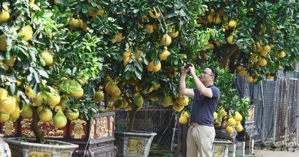 Bưởi Diễn 'nôn' Tết Nguyên đán: Cây trăm trái vừa vào TP.HCM đã có khách đặt