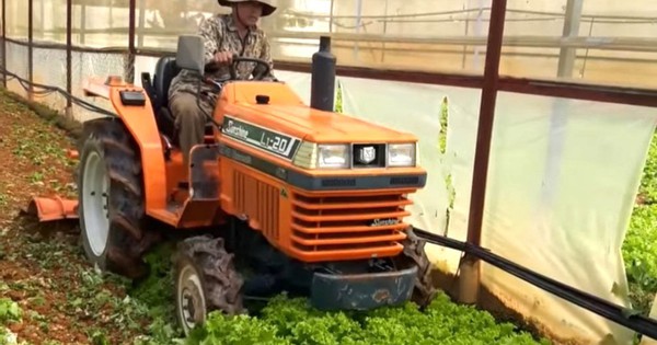 Từ sốt giá đến cày bỏ làm phân xanh: Nghịch lý rau Lâm Đồng chỉ trong một tháng