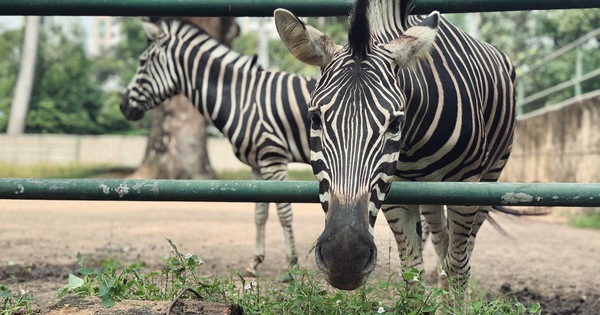 Chuyện gia đình ngựa ở Thảo Cầm Viên Sài Gòn