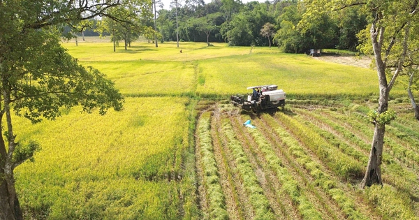 Bí ẩn những cây dầu cổ thụ và cánh đồng châu Âu giữa rừng già Tà Lài