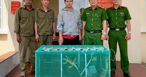 Một người dân tự nguyện giao nộp 10 con rồng Nam Mỹ cho công an
