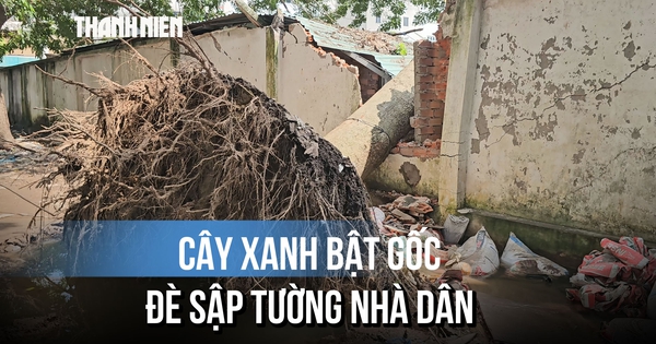Lời kể vụ cây xanh ngã đè sập tường nhà dân, người đàn ông thoát nạn gang tấc
