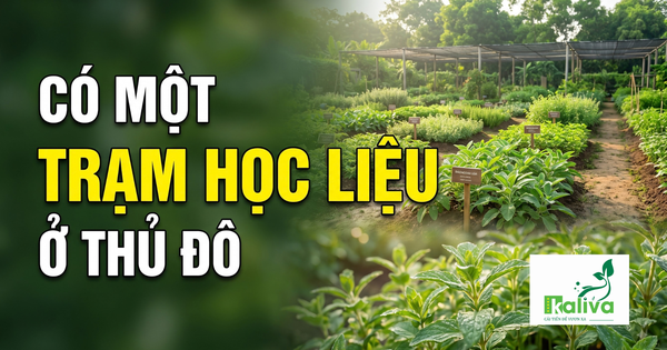 Cùng sống xanh 170: Đánh thức tiềm năng dược liệu Việt từ mô hình giáo dục trải nghiệm