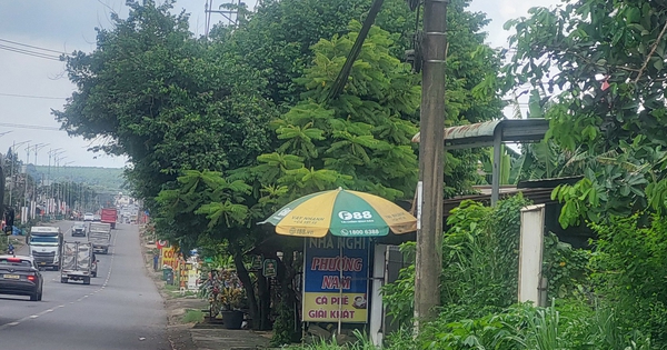 Cây xanh vươn ra đường