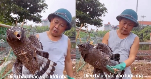 Đi thăm vườn rau, bất ngờ phát hiện diều hoa Miến Điện mắc lưới