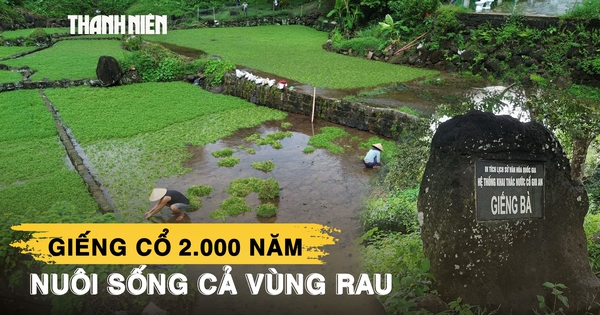 Giếng cổ ngàn năm ở Quảng Trị nuôi dưỡng loại rau mang về 5 tỉ đồng mỗi năm