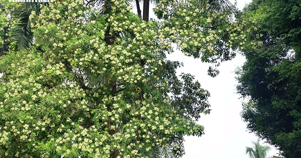 Hoa sữa Hà Nội: Giữ nét riêng, trồng đúng chỗ