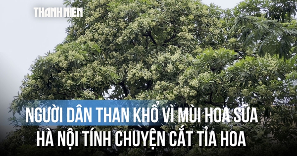 Tranh cãi mùi hoa sữa: Thoảng qua thì thơm, ở gần lại thành nỗi khổ